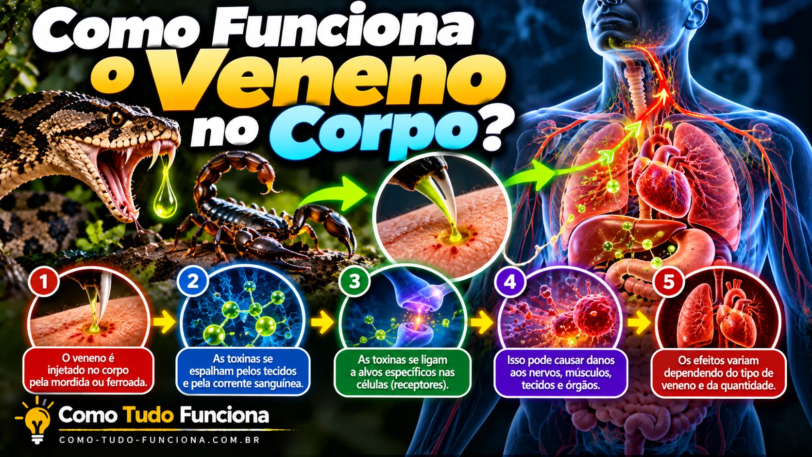 Cobra e escorpião ao lado de um corpo humano com o caminho do veneno pelos vasos e órgãos, em cinco etapas ilustradas, com o título Como funciona o veneno no corpo?